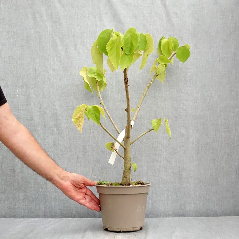 Exemplaar van Entelea arborescens - Entélée arbustive Pot van 4 l/5 l zoals geleverd in de zomer