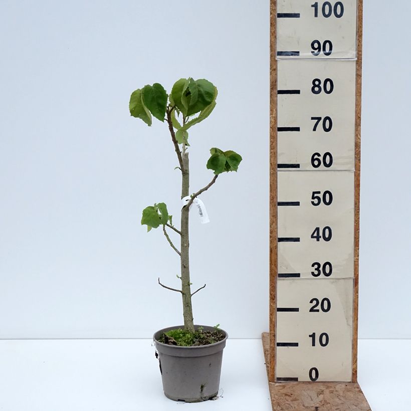 Exemplaar van Entelea arborescens - Entélée arbustive Pot van 4 l/5 l zoals geleverd in de winter