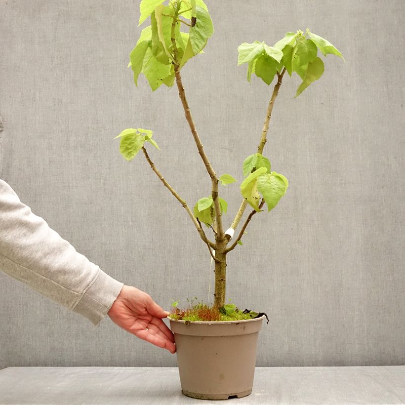 Exemplaar van Entelea arborescens - Entélée arbustive Pot van 4 l/5 l zoals geleverd in de lente
