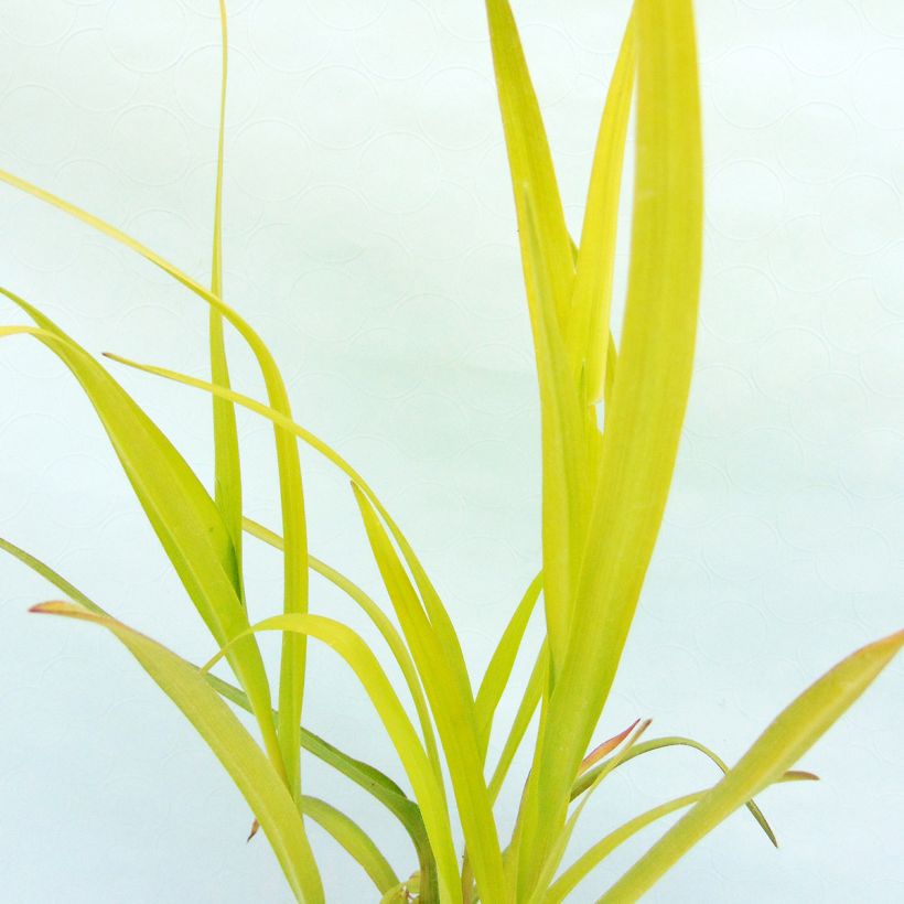 Tradescantia andersoniana Angelic Charm - Eendagsbloem (Blad)