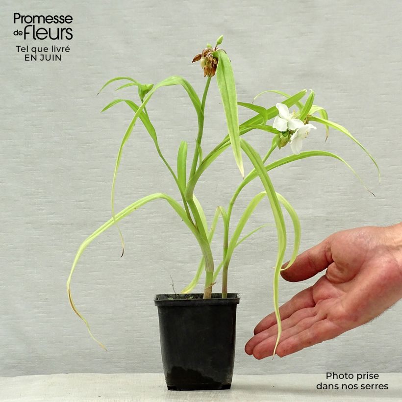 Exemplaar van Tradescantia andersoniana Angelic Charm - Eendagsbloem Kweekpotje van 8/9 cm zoals geleverd in de zomer