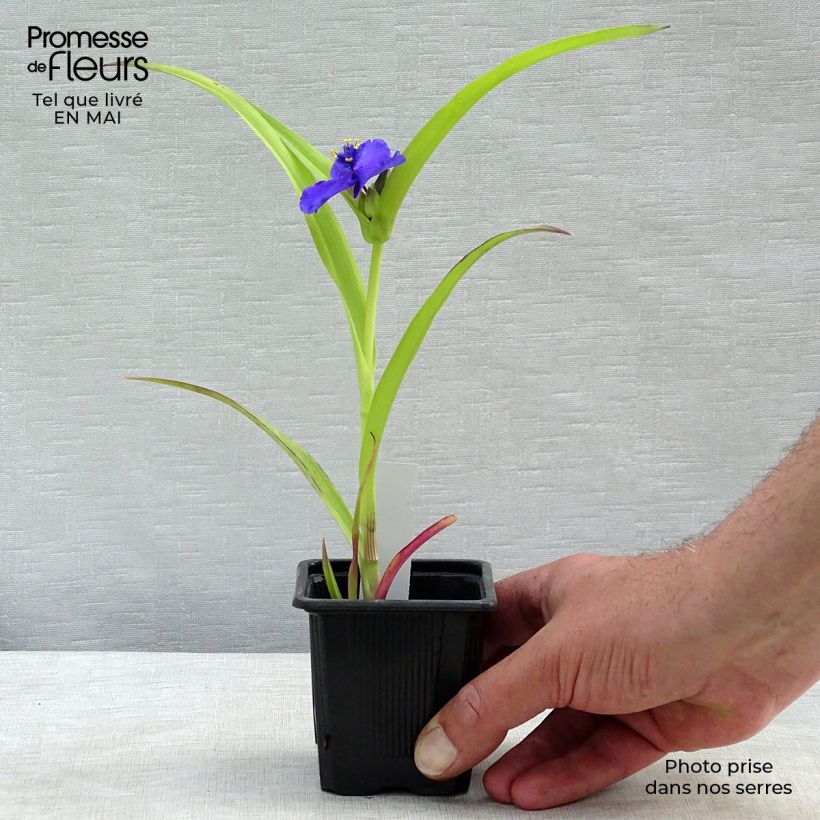 Exemplaar van Tradescantia andersoniana Sweet Kate - Eendagsbloem Kweekpotje van 8/9 cm zoals geleverd in de lente