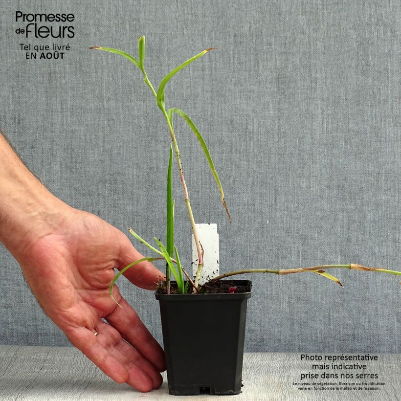 Exemplaar van Tradescantia andersoniana Bilberry Ice - Eendagsbloem Kweekpotje van 8/9 cm zoals geleverd in de zomer