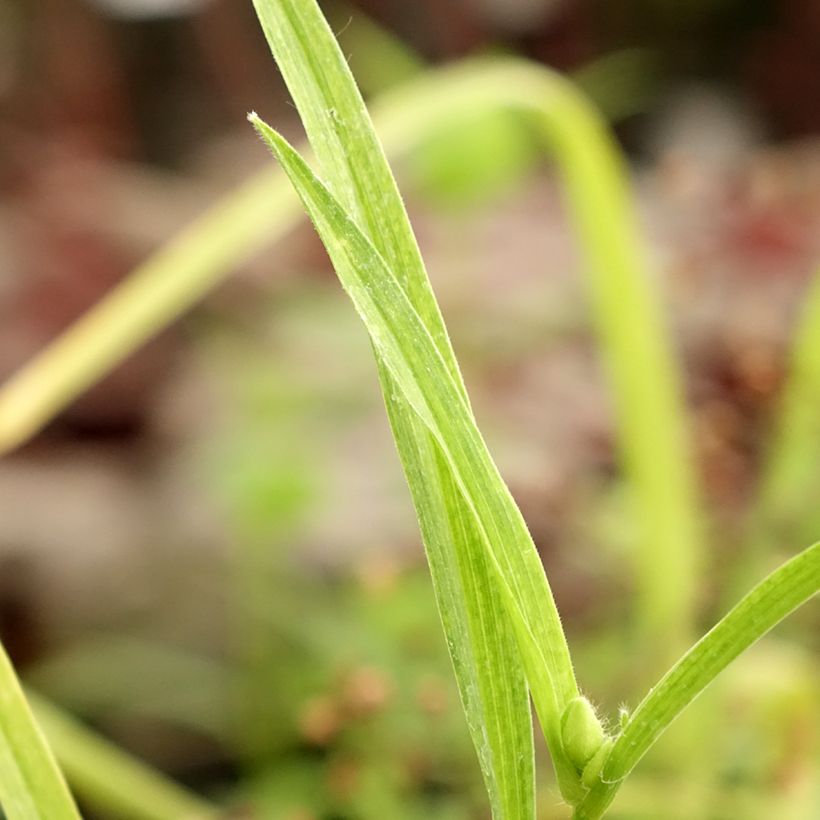 Tradescantia andersoniana Bilberry Ice - Eendagsbloem (Blad)