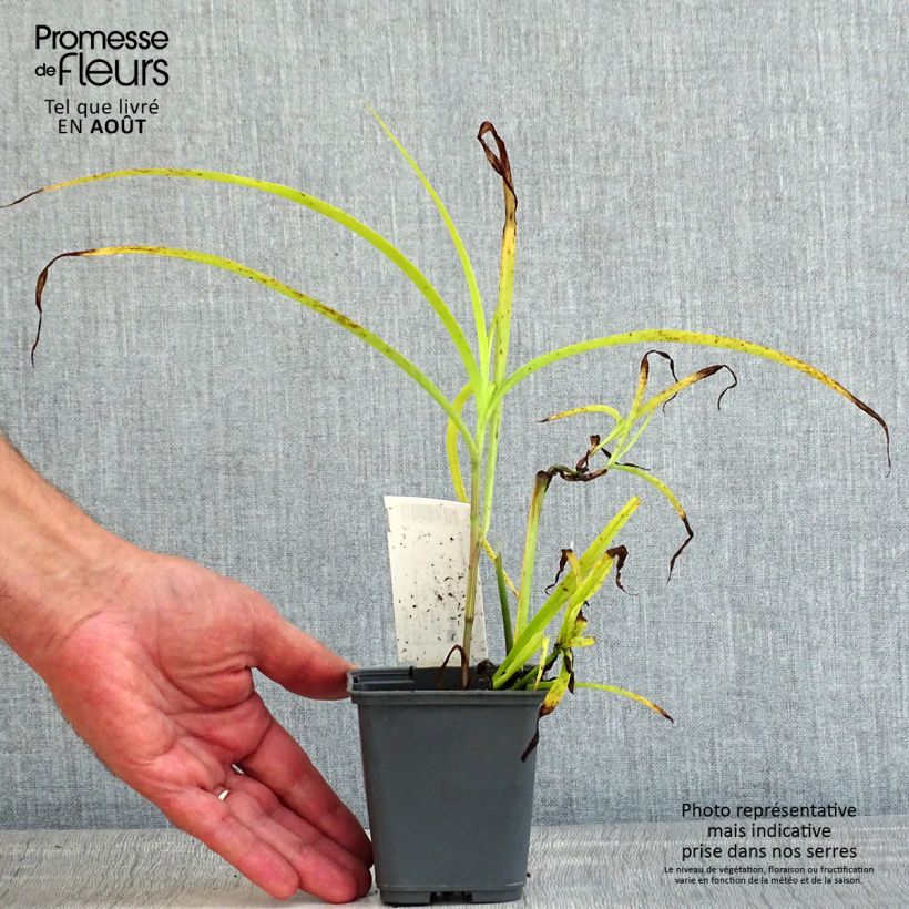 Exemplaar van Tradescantia andersoniana Blue and Gold - Eendagsbloem Kweekpotje van 8/9 cm zoals geleverd in de zomer