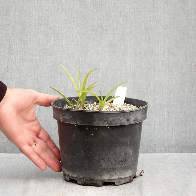 Exemplaar van Tradescantia andersoniana Blue and Gold - Eendagsbloem Pot van 2 l/3 l zoals geleverd in de herfst