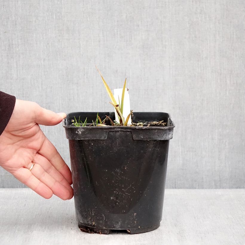 Exemplaar van Tradescantia andersoniana Blue and Gold - Eendagsbloem Pot van 2 l/3 l zoals geleverd in de winter