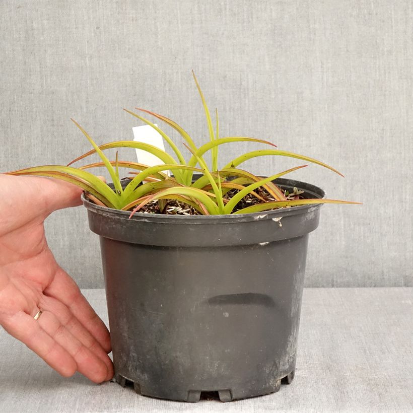 Exemplaar van Tradescantia andersoniana Blue and Gold - Eendagsbloem Pot van 2 l/3 l zoals geleverd in de lente