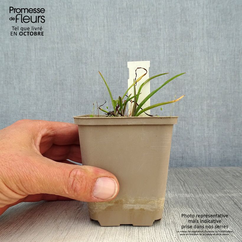 Exemplaar van Tradescantia andersoniana Little Doll - Eendagsbloem Kweekpotje van 8/9 cm zoals geleverd in de herfst