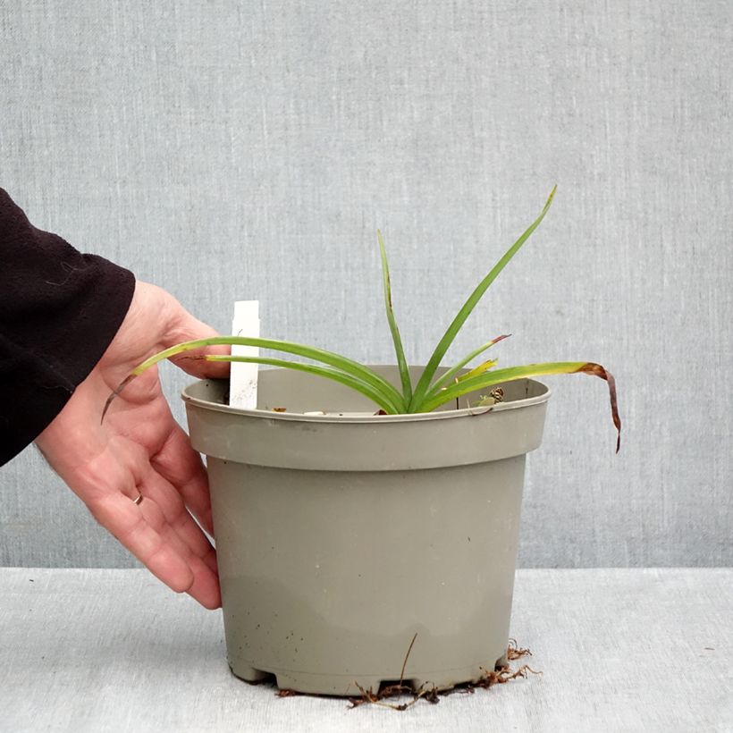 Exemplaar van Tradescantia andersoniana Ocean Blue - Eendagsbloem Pot van 2 l/3 l zoals geleverd in de herfst