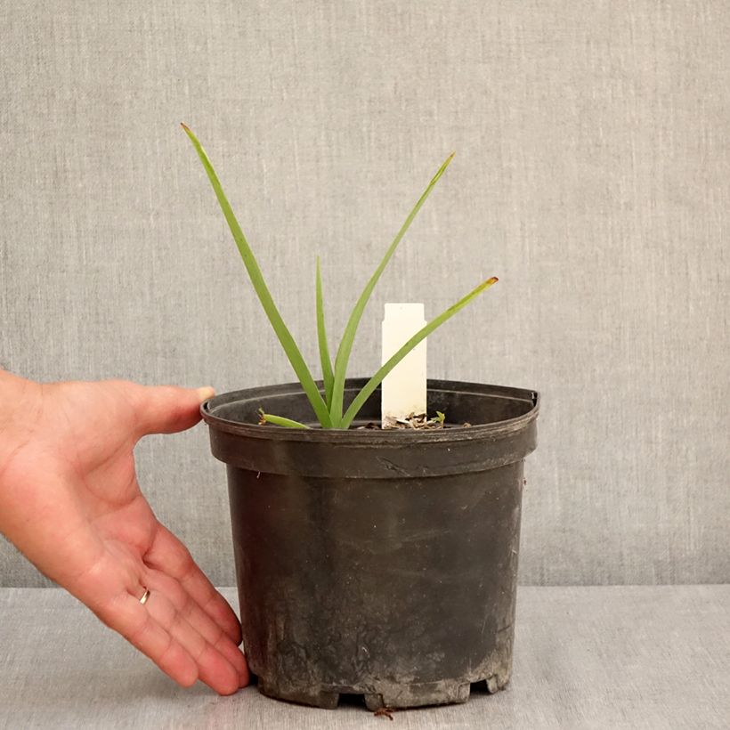 Exemplaar van Tradescantia andersoniana Ocean Blue - Eendagsbloem Pot van 2 l/3 l zoals geleverd in de zomer