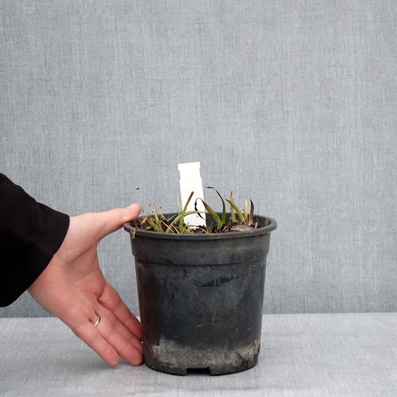 Exemplaar van Ephémère de Virginie - Tradescantia andersoniana Ocean Blue Pot de 2L/3L zoals geleverd in de winter