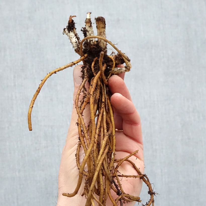 Exemplaar van Tradescantia andersoniana Ocean Blue - Eendagsbloem Naakte wortel zoals geleverd in de winter