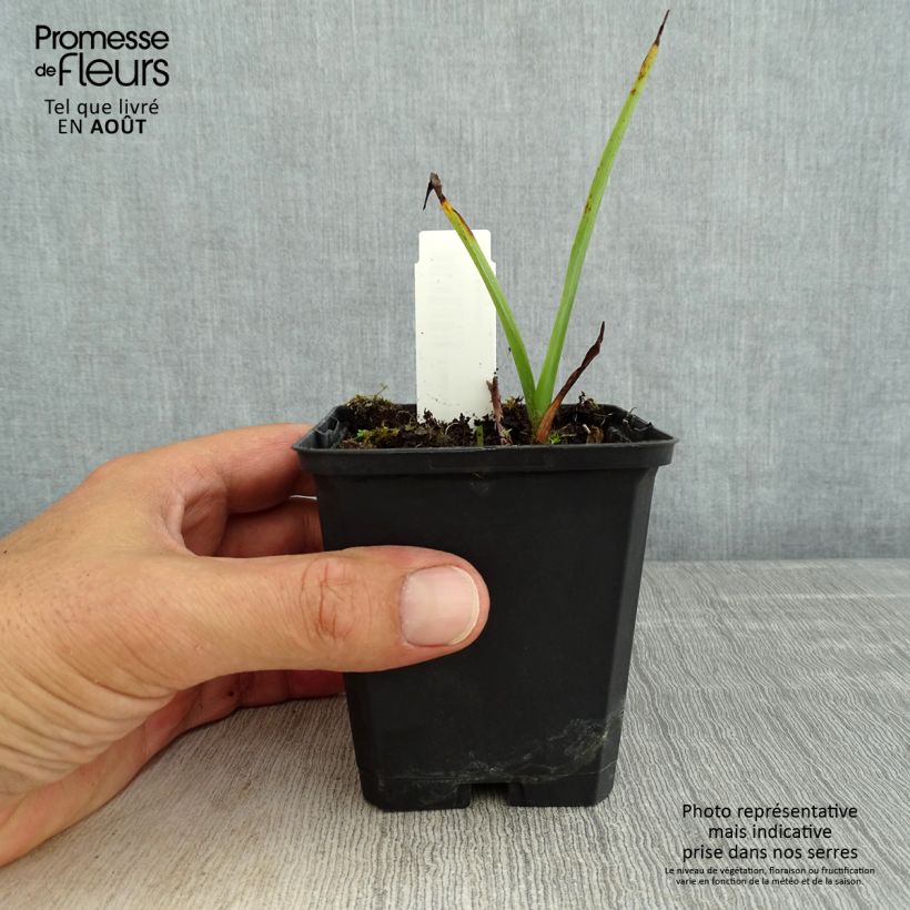 Exemplaar van Tradescantia andersoniana Osprey - Eendagsbloem Kweekpotje van 8/9 cm zoals geleverd in de zomer