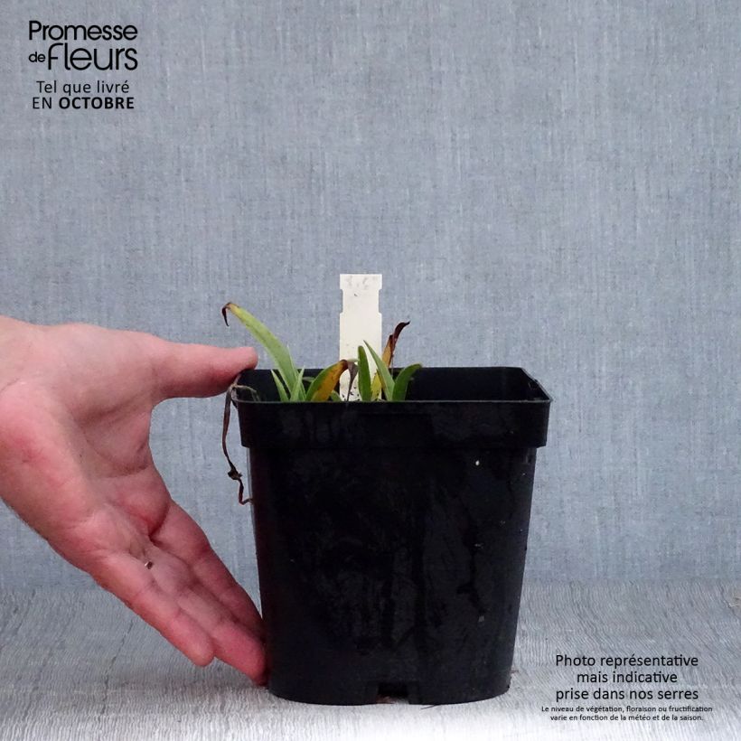 Exemplaar van Tradescantia andersoniana Osprey - Eendagsbloem Pot van 2 l/3 l zoals geleverd in de herfst