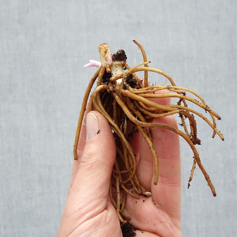 Exemplaar van Tradescantia andersoniana Osprey - Eendagsbloem Naakte wortel zoals geleverd in de winter