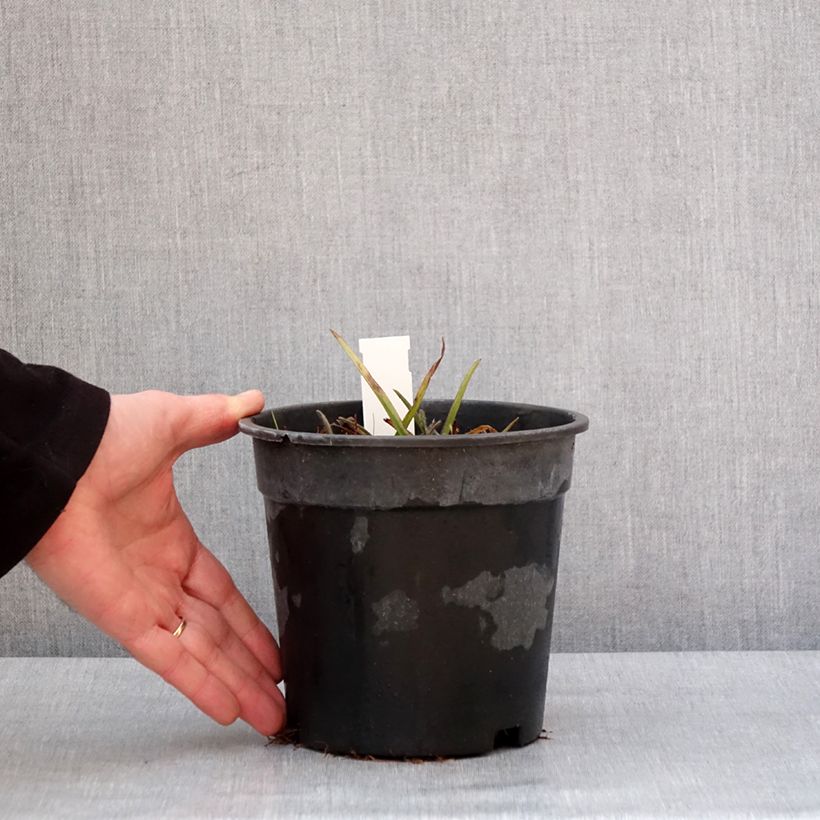 Exemplaar van Tradescantia andersoniana Pink Chablis - Eendagsbloem Pot van 2 l/3 l zoals geleverd in de winter
