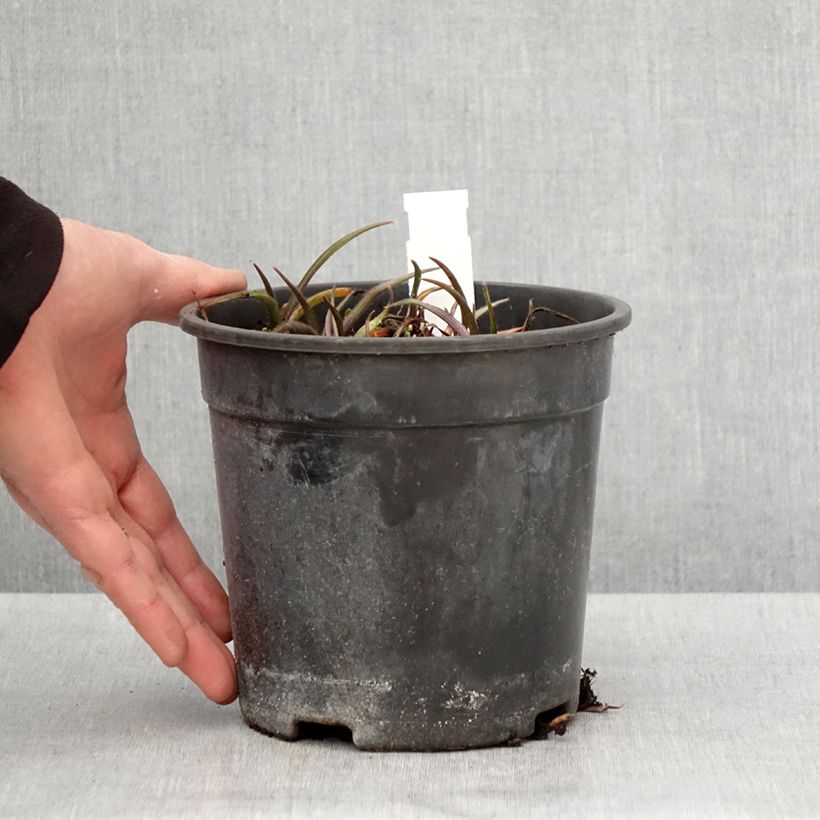 Exemplaar van Tradescantia andersoniana Pink Chablis - Eendagsbloem Pot van 2 l/3 l zoals geleverd in de lente