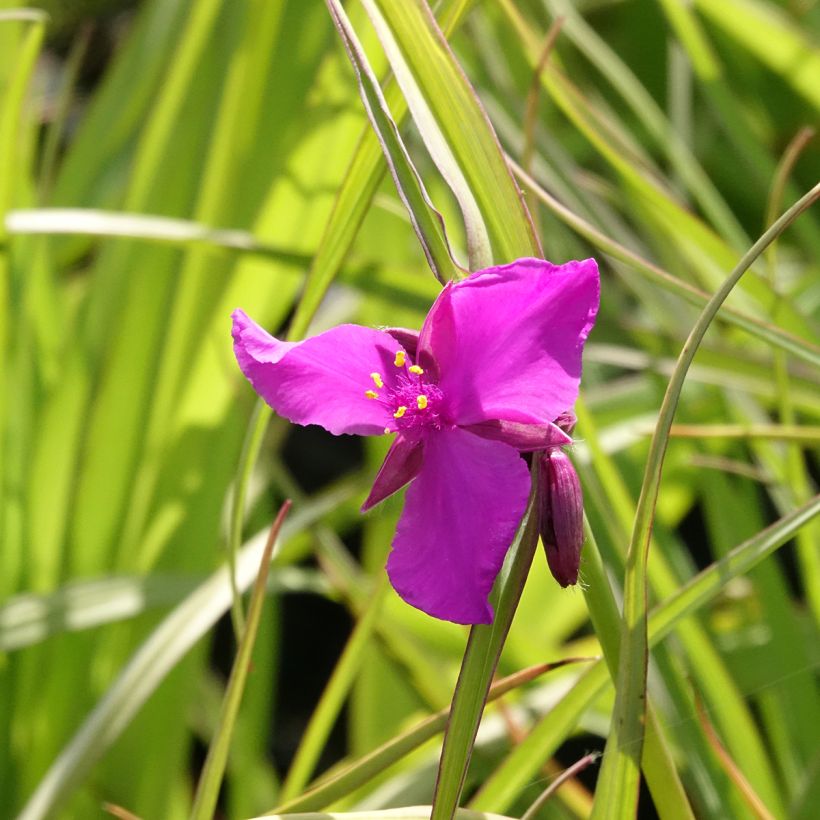 Tradescantia andersoniana Red Grape - Eendagsbloem (Bloei)