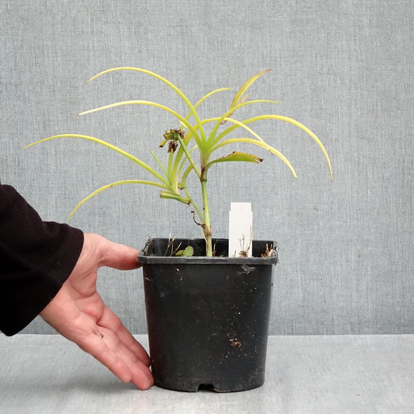 Exemplaar van Tradescantia andersoniana Sweet Kate - Eendagsbloem Pot van 2 l/3 l zoals geleverd in de herfst