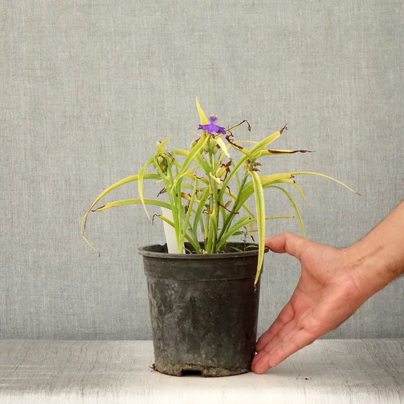 Exemplaar van Tradescantia andersoniana Sweet Kate - Eendagsbloem Pot van 2 l/3 l zoals geleverd in de zomer