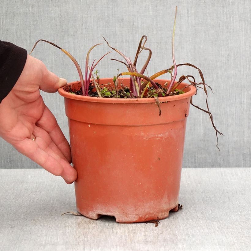 Exemplaar van Tradescantia andersoniana Sweet Kate - Eendagsbloem Pot van 2 l/3 l zoals geleverd in de lente