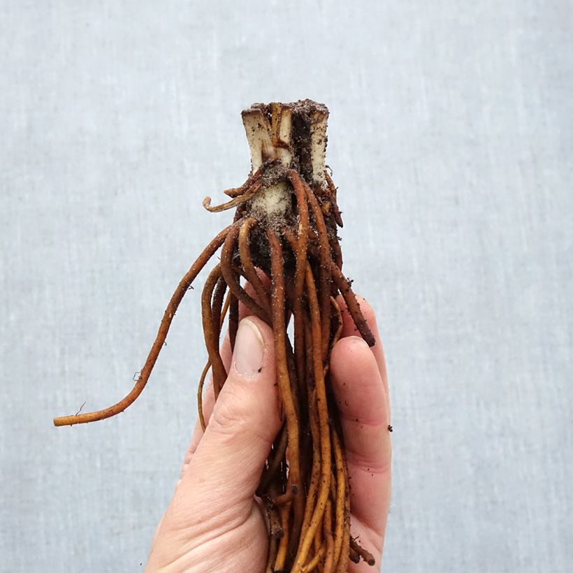 Exemplaar van Tradescantia andersoniana Sweet Kate - Eendagsbloem Naakte wortel zoals geleverd in de winter