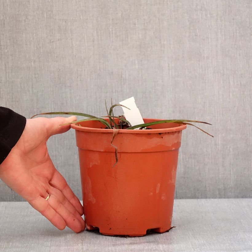 Exemplaar van Ephémère de Virginie - Tradescantia andersonina Concord Grape Pot de 2L/3L zoals geleverd in de winter