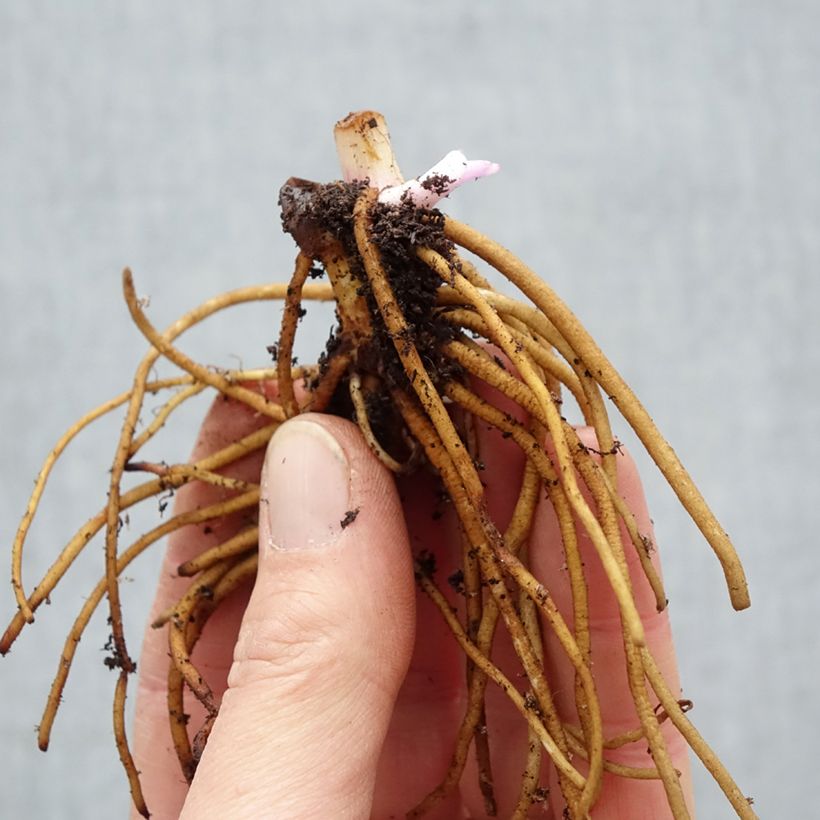 Exemplaar van Tradescantia andersoniana Concord Grape - Eendagsbloem Naakte wortel zoals geleverd in de winter