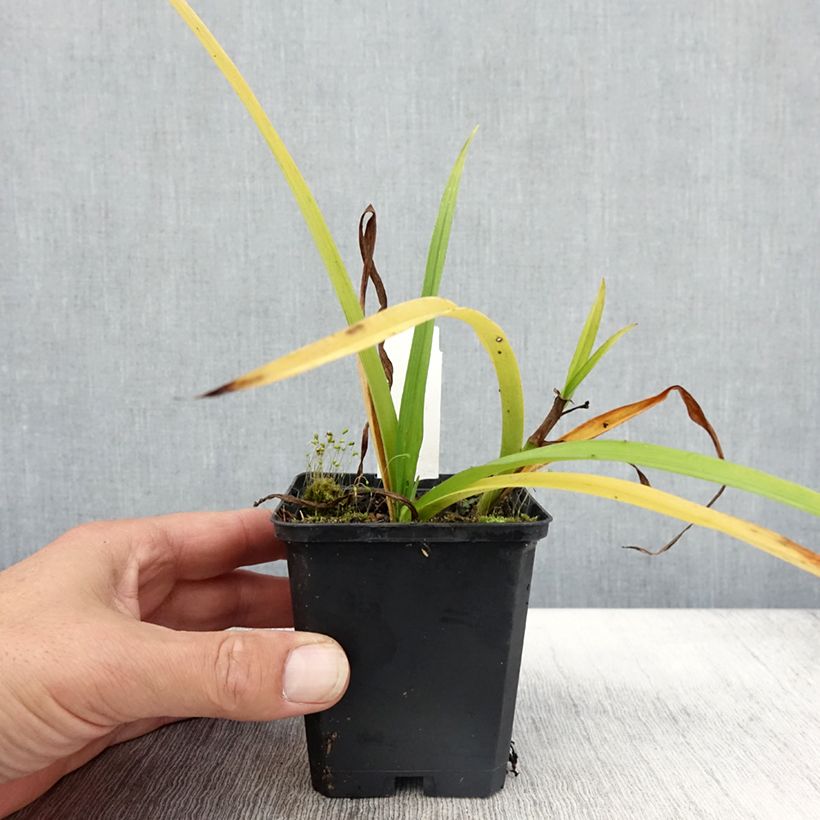 Exemplaar van Tradescantia andersoniana Innocence - Eendagsbloem Kweekpotje van 8/9 cm zoals geleverd in de herfst