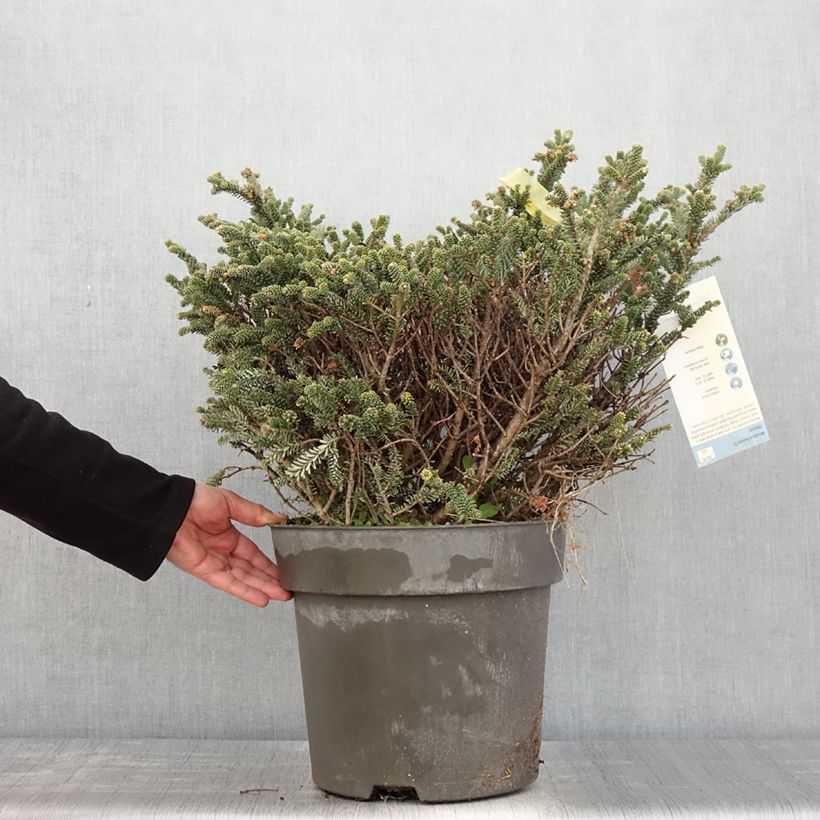 Exemplaar van Picea pungens Blue Mountain - Blauwe spar Stuk zoals geleverd in de lente