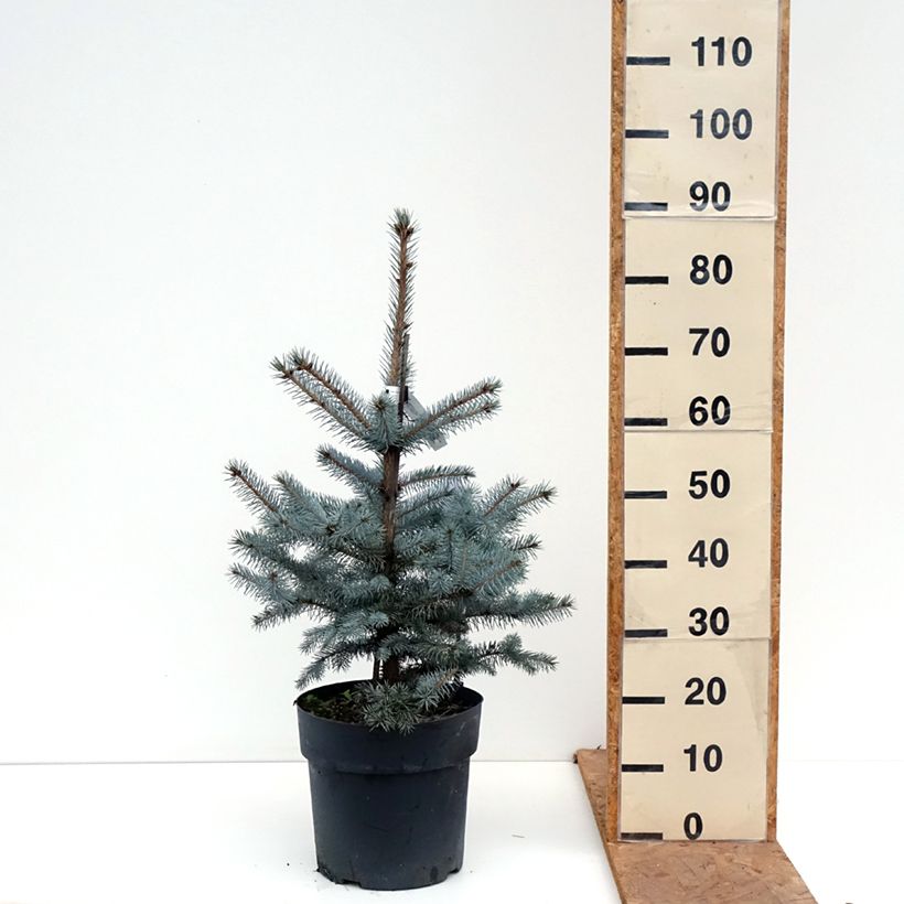 Exemplaar van Picea pungens Edith - Blauwe spar Stuk zoals geleverd in de herfst