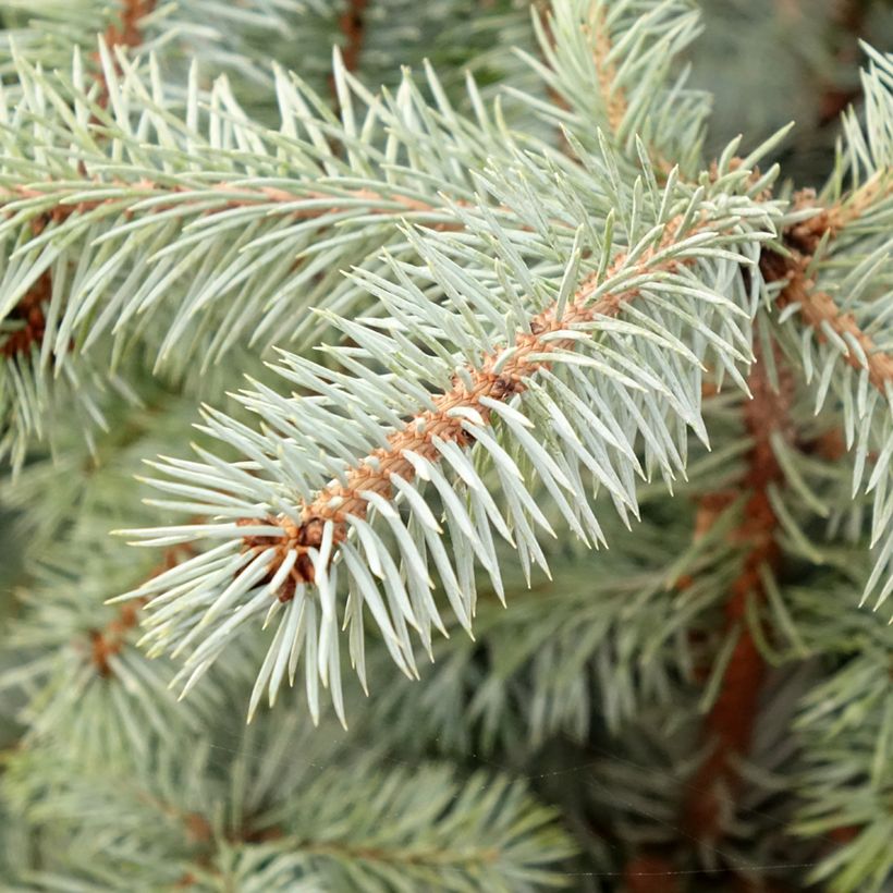 Picea pungens Edith - Blauwe spar (Blad)