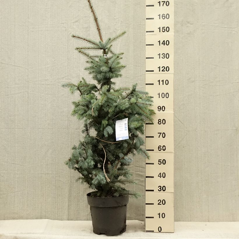 Exemplaar van Picea pungens Edith - Blauwe spar Stuk zoals geleverd in de zomer