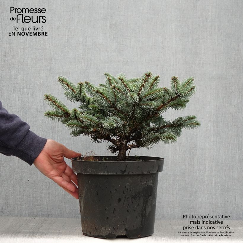 Exemplaar van Picea pungens Glauca Globosa - Blauwe spar Pot van 2 l/3 l zoals geleverd in de herfst
