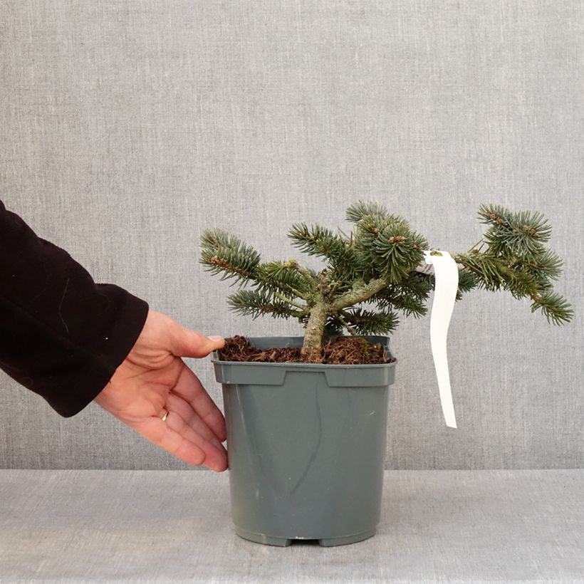 Exemplaar van Picea pungens Glauca Globosa - Blauwe spar Pot van 2 l/3 l zoals geleverd in de winter