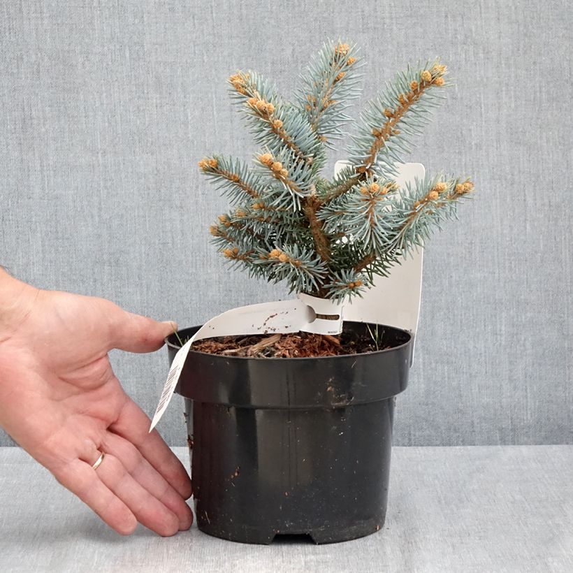 Exemplaar van Picea pungens Glauca Globosa - Blauwe spar Pot van 2 l/3 l zoals geleverd in de zomer