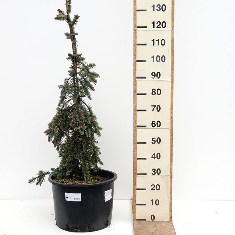 Exemplaar van Picea pungens Glauca Pendula - Blauwe spar Pot de 30L/35L zoals geleverd in de lente