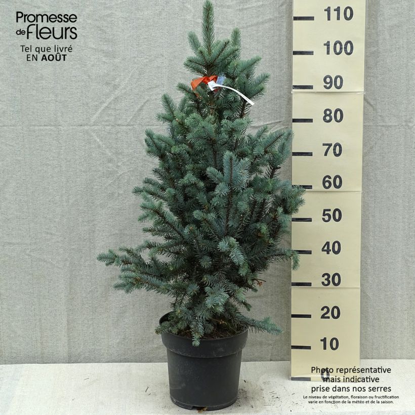 Exemplaar van Picea pungens Iseli Fastigiate - Blauwe spar Stuk zoals geleverd in de zomer
