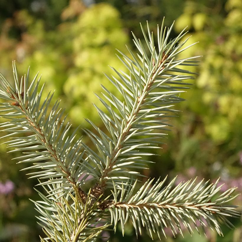 Picea pungens Karpaten - Blauwe spar (Blad)