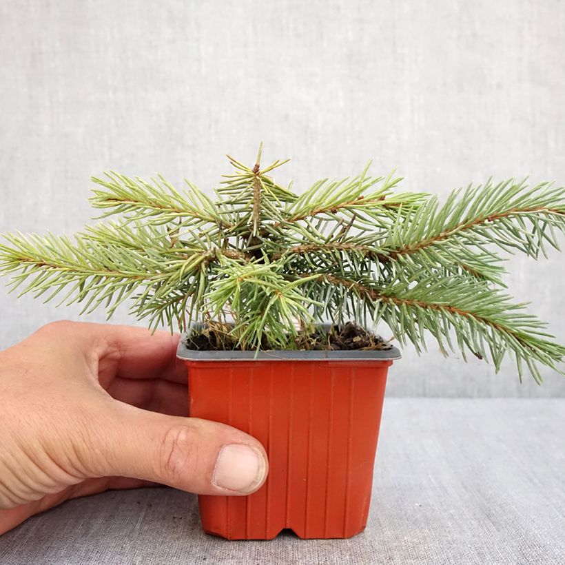 Exemplaar van Picea pungens Karpaten - Blauwe spar Kweekpotje van 8/9 cm zoals geleverd in de zomer