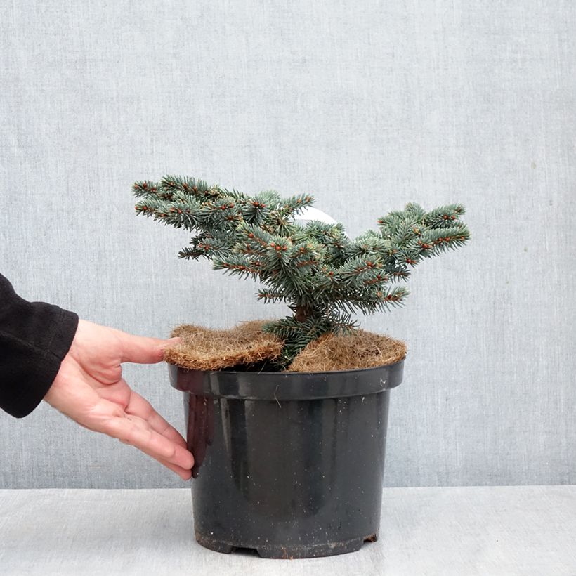 Exemplaar van Picea pungens Waldbrunn - Blauwe spar Pot van 4 l/5 l zoals geleverd in de herfst