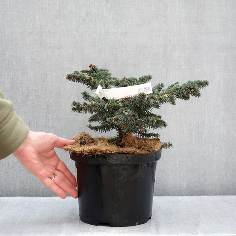 Example of Picea pungens Waldbrunn - Blauwe spar Pot van 4 l/5 l as you get in hiver