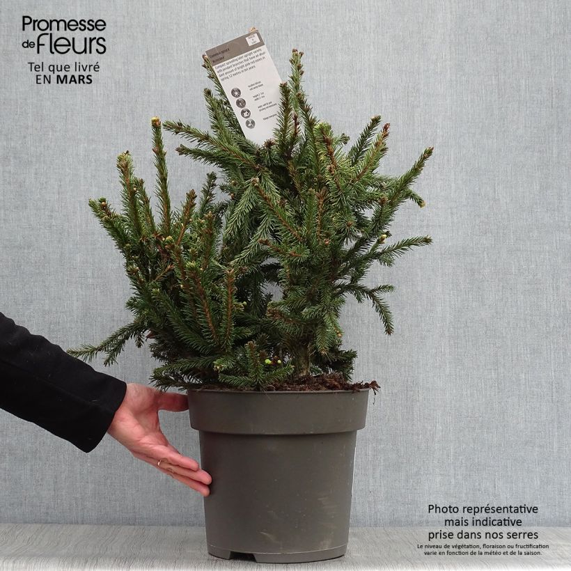 Example of Picea abies Acrocona - Fijnspar Pot van 3 l/4 l as you get in printemps