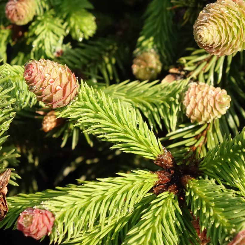 Picea abies Pusch - Fijnspar (Blad)