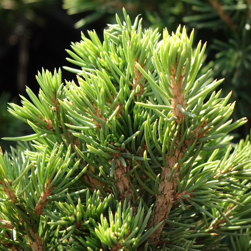 Picea abies Tompa - Fijnspar (Blad)