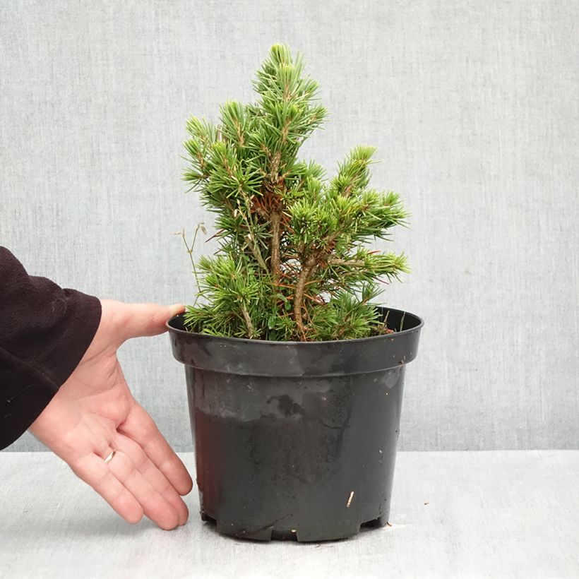 Exemplaar van Picea abies Tompa - Fijnspar Pot van 3 l/4 l zoals geleverd in de herfst