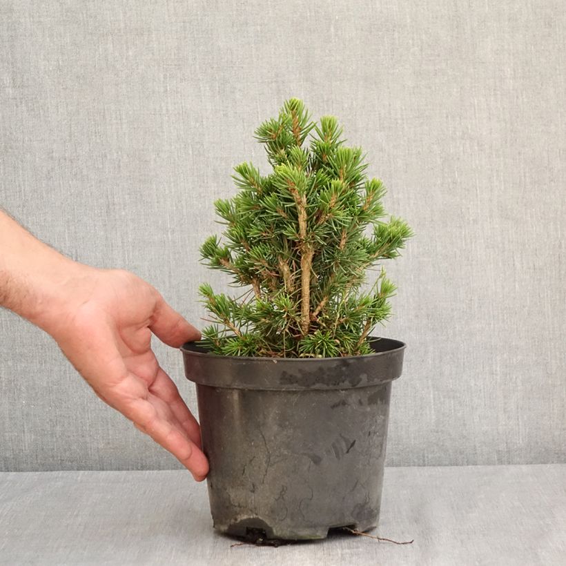 Exemplaar van Picea abies Tompa - Fijnspar Pot van 3 l/4 l zoals geleverd in de zomer