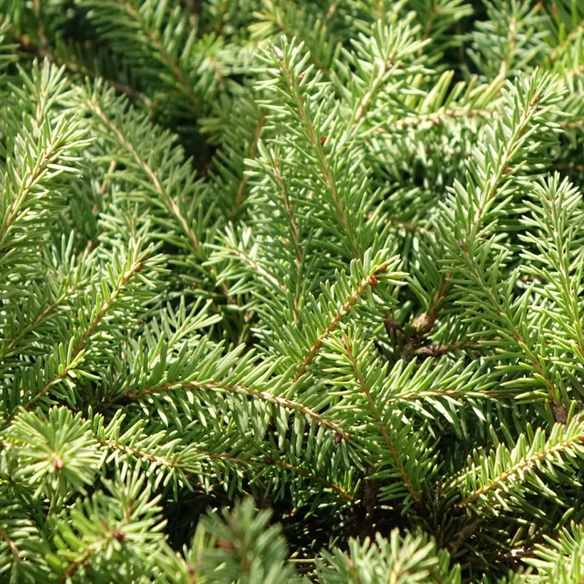 Picea abies Zagwiżdże - Fijnspar (Blad)