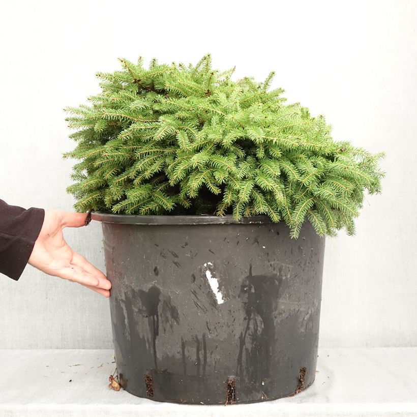 Exemplaar van Picea abies Zagwiżdże - Fijnspar Pot van 30L/35L zoals geleverd in de herfst